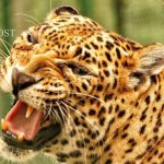 നയന്താരയും വിഘ്നേഷും വിവാഹമോചിതരാകുമോ? ആശങ്കയില് ആരാധകര്