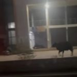 വയനാട് മാനന്തവാടിയിലെ ജനവാസമേഖലയില് കാട്ടാനയിറങ്ങി