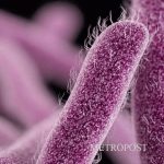 നാലുവയസ്സുകാരന് ഷിഗെല്ല; മുന്നറിയിപ്പുമായി ആരോഗ്യവകുപ്പ്