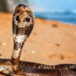 അമ്മ തിരഞ്ഞെടുപ്പ്; ‘കുപ്പി പുതിയത് ;പക്ഷേ വീഞ്ഞ് പഴയതു തന്നെ’: ശ്രീകുമാരന് തമ്പി