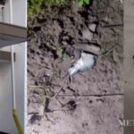 ധനികരായ അയ്യപ്പഭക്തരെ ചൂഷണം ചെയ്തു; ഉണ്ണിക്യഷ്ണന് പോറ്റിക്ക് കുരുക്ക് മുറുകുന്നു